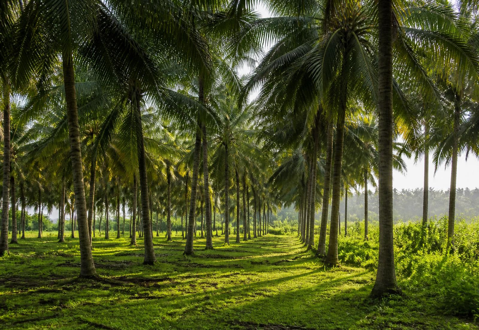 Rows of coconut palms in a plantation in coastal Karnataka at morning light